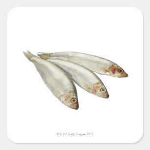 Sprats スクエアシール