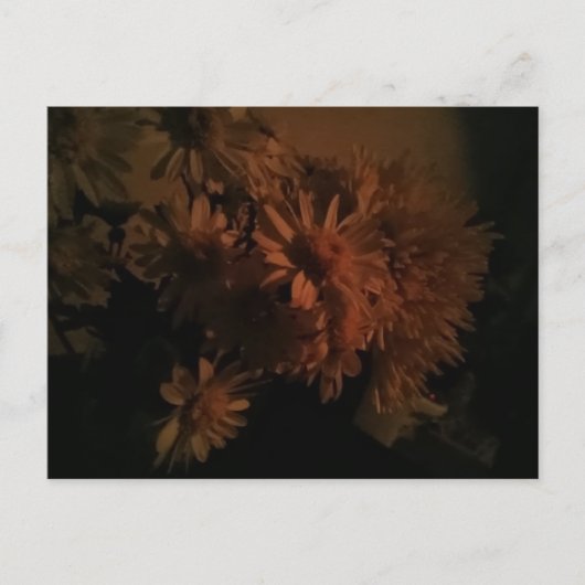 Spray chrysanthemums under dim lighting ポストカード (正面)