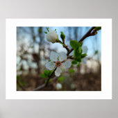 Spring  ポスター (正面)