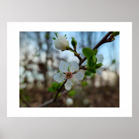 Spring  ポスター (正面)