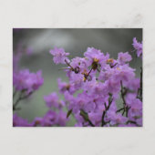 Spring  ポストカード (正面)
