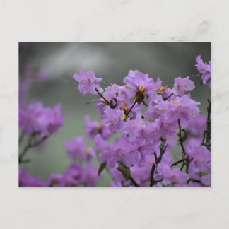 Spring  ポストカード