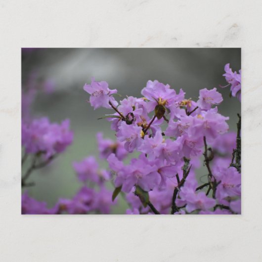 Spring  ポストカード (正面)