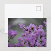 Spring  ポストカード (正面/裏面)