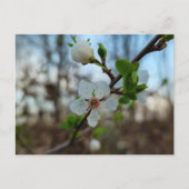 Spring  ポストカード (正面)