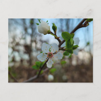 Spring  ポストカード