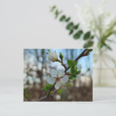 Spring  ポストカード (スタンド正面)