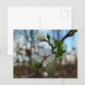 Spring  ポストカード (正面/裏面)