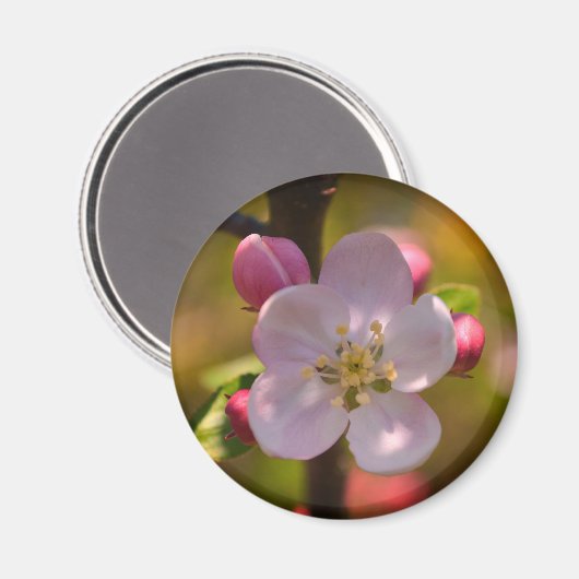 Spring Apple Blossom マグネット (正面/裏面)