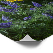 Spring Balsam Superbloom ポスター (角)