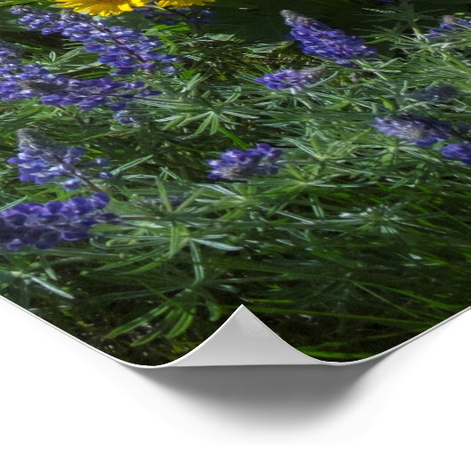 Spring Balsam Superbloom ポスター (角)