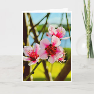 Spring Blossoms Blank Card 招待状