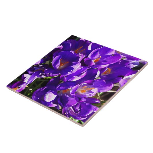 SPRING CROCUS タイル (側面)