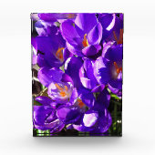 SPRING CROCUS フォトブロック (正面)