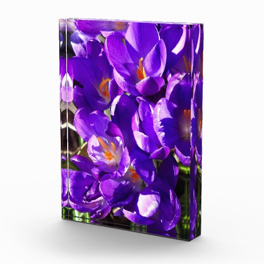 SPRING CROCUS フォトブロック (右)