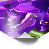 SPRING CROCUS フォトプリント            (角)