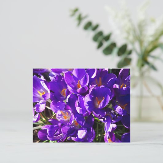SPRING CROCUS ポストカード (スタンド正面)