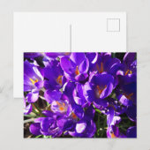 SPRING CROCUS ポストカード (正面/裏面)