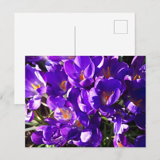 SPRING CROCUS ポストカード (正面/裏面)