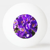 SPRING CROCUS 卓球ボール (正面)