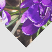 SPRING CROCUS 薄葉紙 (詳細)