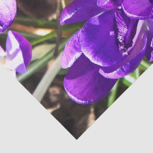 SPRING CROCUS 薄葉紙 (詳細)