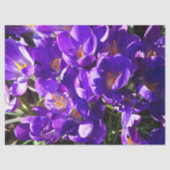 SPRING CROCUS 薄葉紙 (正面)