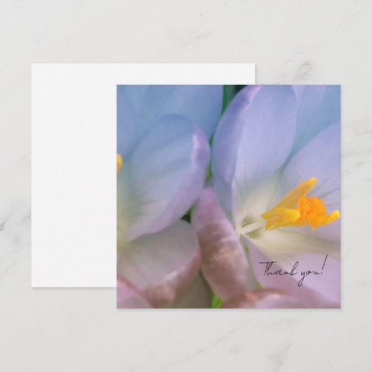 Spring Crocus Photography サンキューカード (正面/裏面)