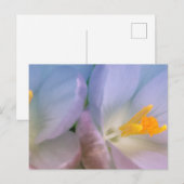 Spring Crocus Photography ポストカード (正面/裏面)