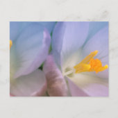 Spring Crocus Photography ポストカード (正面)