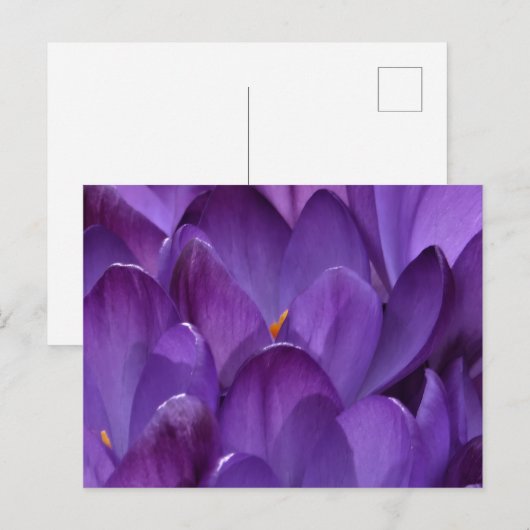 Spring Crocus Photography ポストカード (正面/裏面)