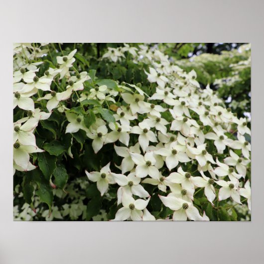 Spring Dogwoods in Marshall Bloom ポスター (正面)