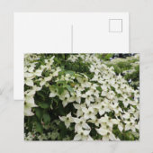 Spring Dogwoods in Marshall Bloom ポストカード (正面/裏面)