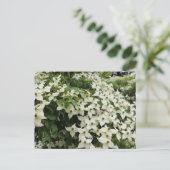 Spring Dogwoods in Marshall Bloom ポストカード (スタンド正面)