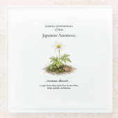 Spring Ephemerals of Japan – Japanese Anemone Glas ガラスコースター (正面)