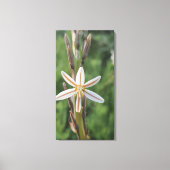 Spring flora South Africa Canvas Print キャンバスプリント (正面)