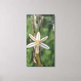 Spring flora South Africa Canvas Print キャンバスプリント