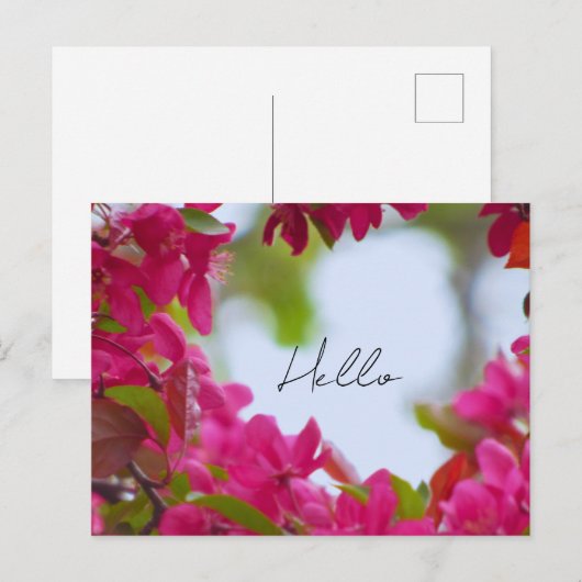 Spring Flower Photography ポストカード (正面/裏面)