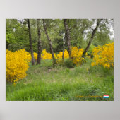 Spring forest in Luxembourg travel ポスター (正面)