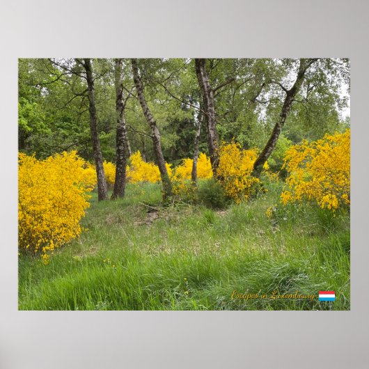 Spring forest in Luxembourg travel ポスター (正面)
