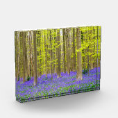 Spring in the Blue Forest フォトブロック (左)