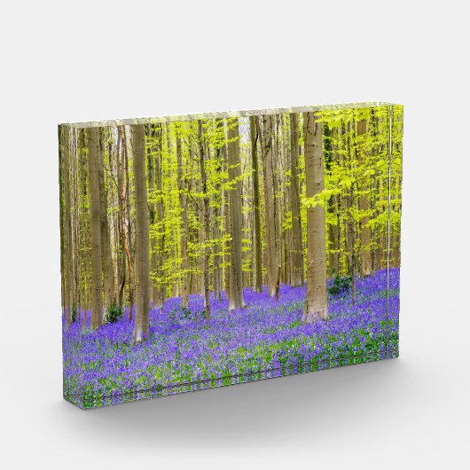 Spring in the Blue Forest フォトブロック (左)