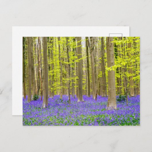 Spring in the Blue Forest ポストカード (正面/裏面)