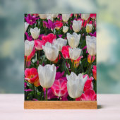 Spring is in Bloom アクリルサイン (ニュートラル)