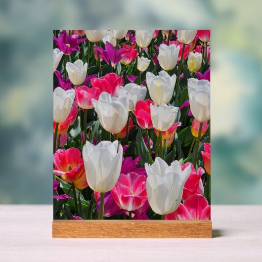 Spring is in Bloom アクリルサイン (ニュートラル)