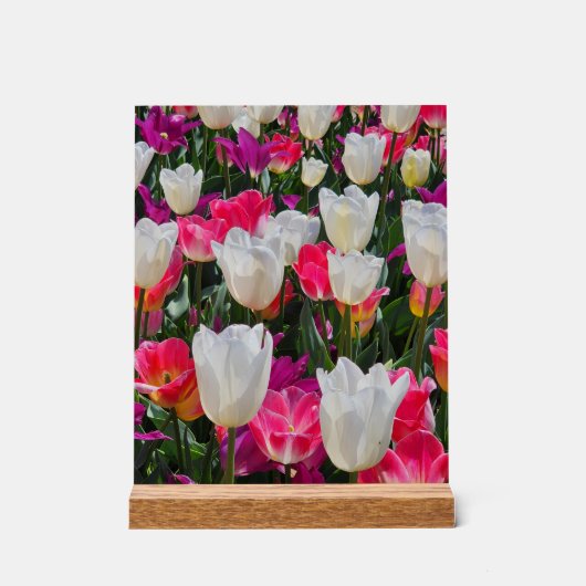 Spring is in Bloom アクリルサイン (正面)