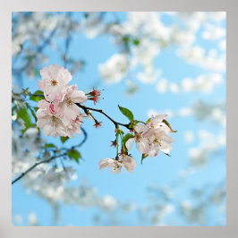 Spring Is in the Air -  ポスター