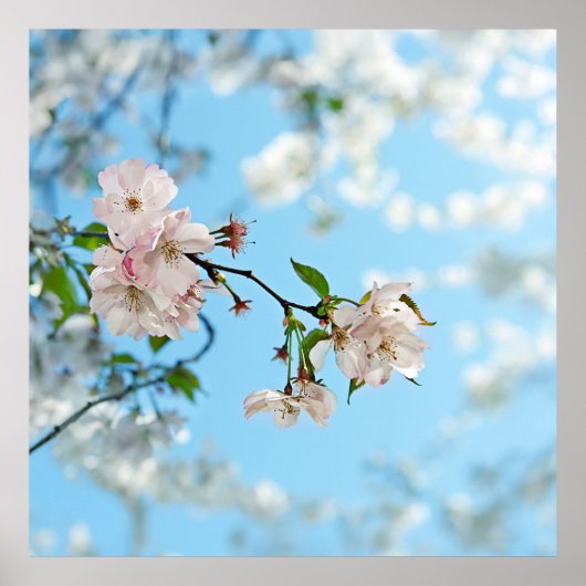 Spring Is in the Air -  ポスター (正面)