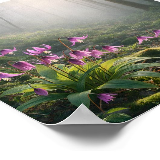 Spring Katakuri in Misty – Atr Print ポスター (角)