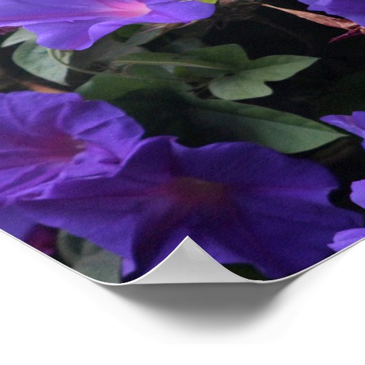 Spring Morning Glories in Blue ポスター (角)